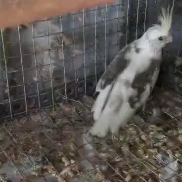 Cockatiel, farm video