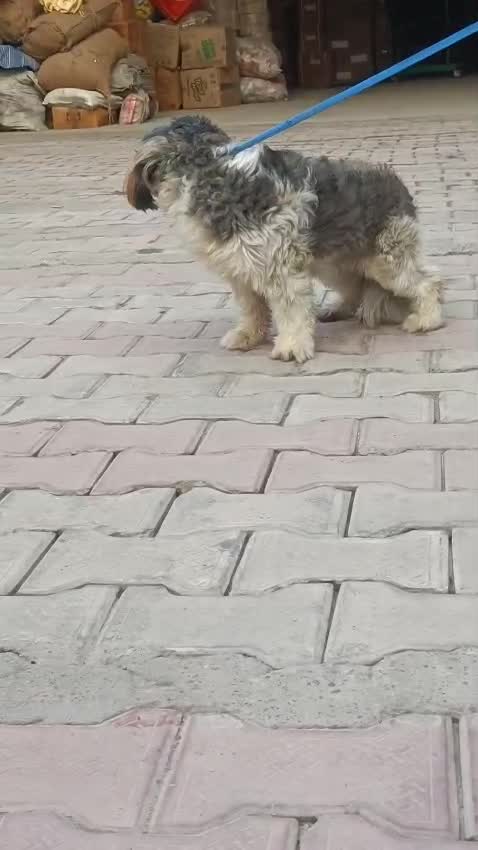 Shih Tzu | Black & White Color, farm video