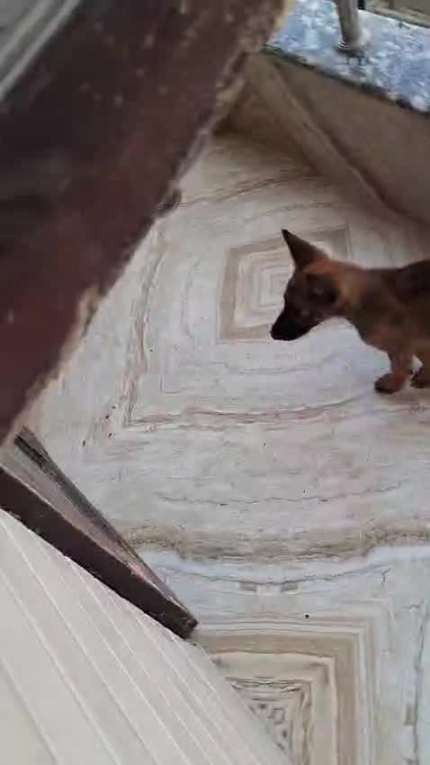 Belgian Malinois Puppy, farm video