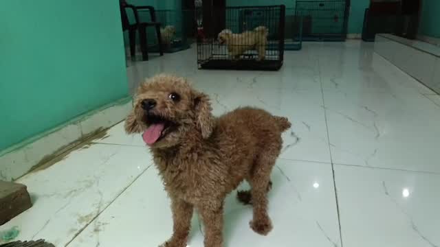 Standard Poodle Puppy, farm video