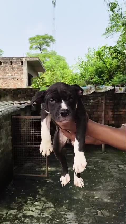 American Bully Pocket Size Puppy, farm video