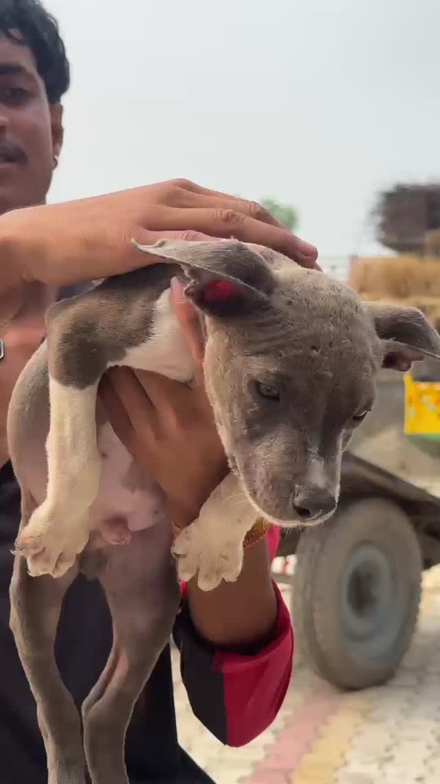 American Bully Pocket Size Puppy, farm video