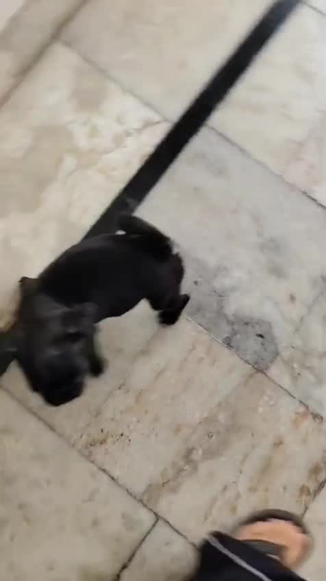 Pug Puppy | Black Color, farm video