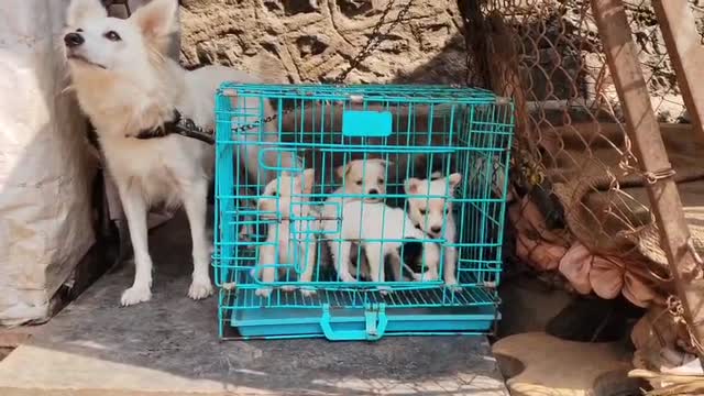 Pomeranian Puppy, farm video
