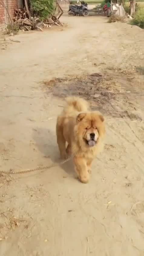 Chow Chow Puppies, farm video