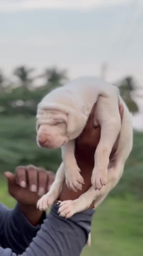 Rajapalayam Puppy, farm video