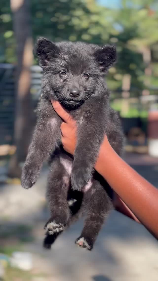 German Shepherd Puppy, farm video