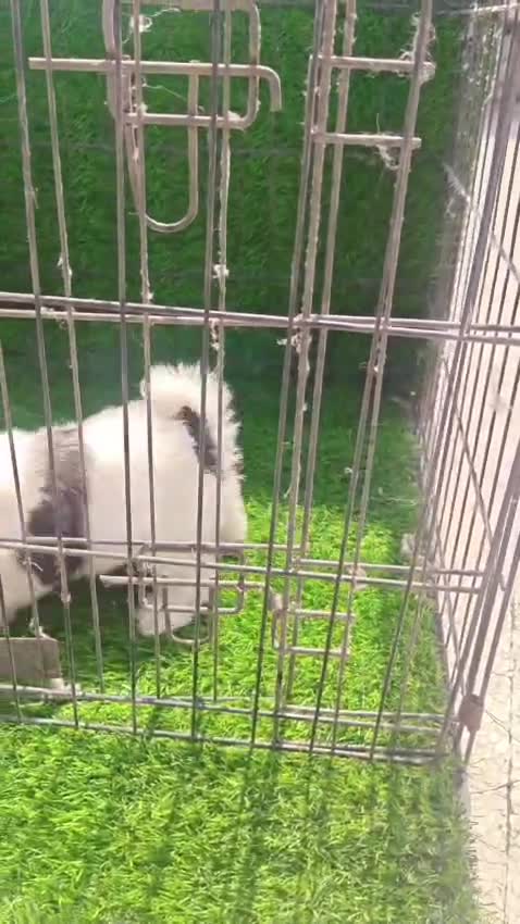 Shih Tzu Puppy Brown & White, farm video