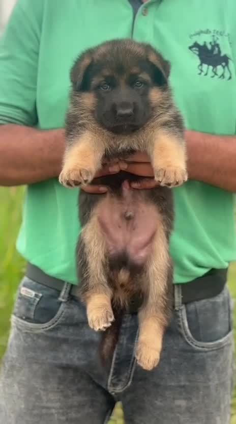 German Shepherd Puppy, farm video