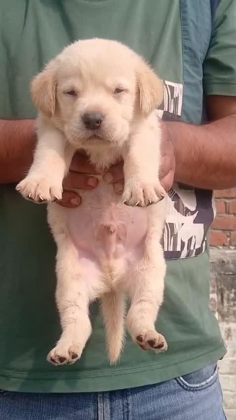 Beagle Black & Tan Puppy, farm video