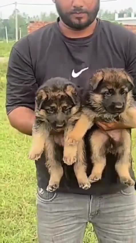 German Shepherd Puppy, farm video