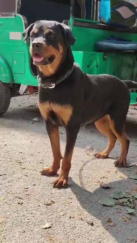 German Shepherd Puppy, farm video