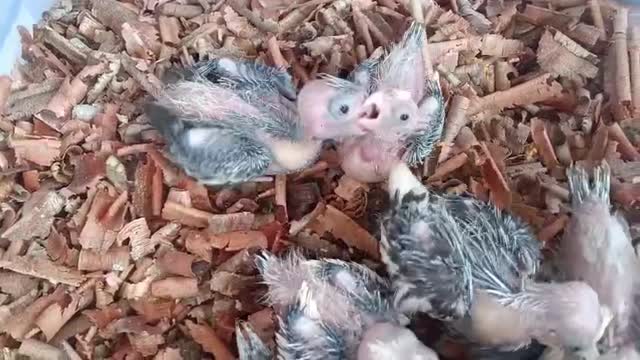 Cockatiel, farm video