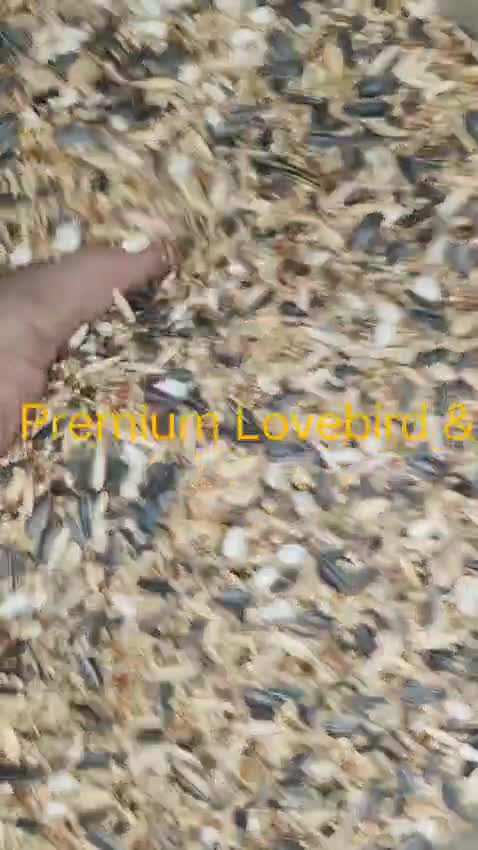 Cockatiel | Lutino, farm video