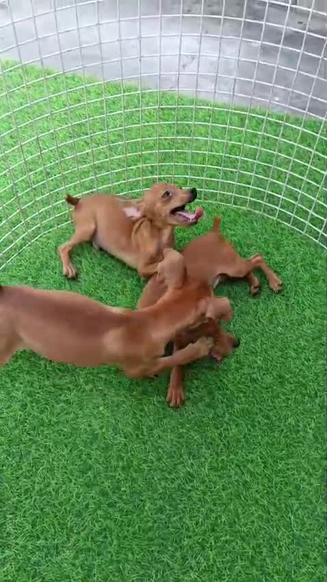 Miniature Pinscher Puppy, farm video