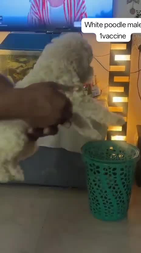 Standard Poodle Puppy, farm video