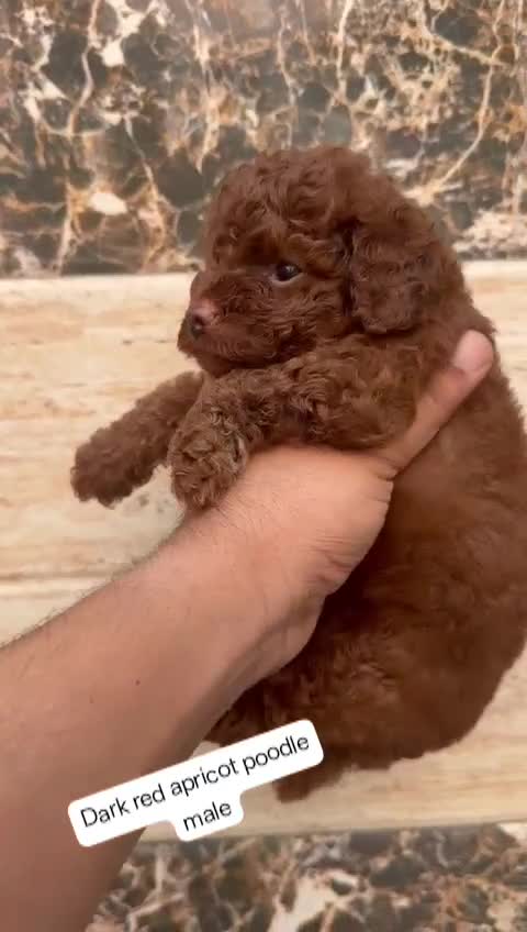 Standard Poodle Puppy, farm video