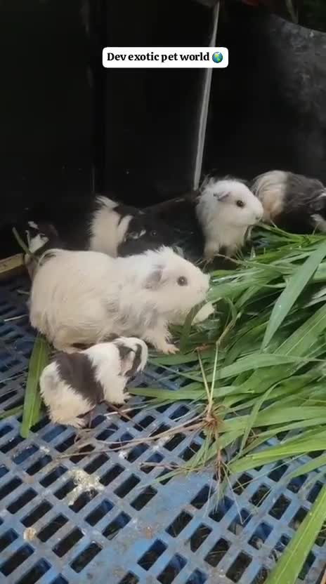 Guinea Pig Babies, farm video
