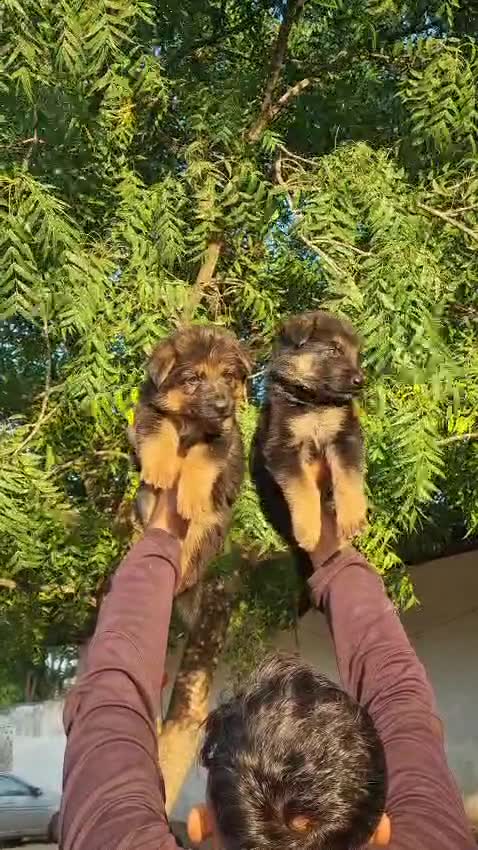 German Shepherd Puppy, farm video