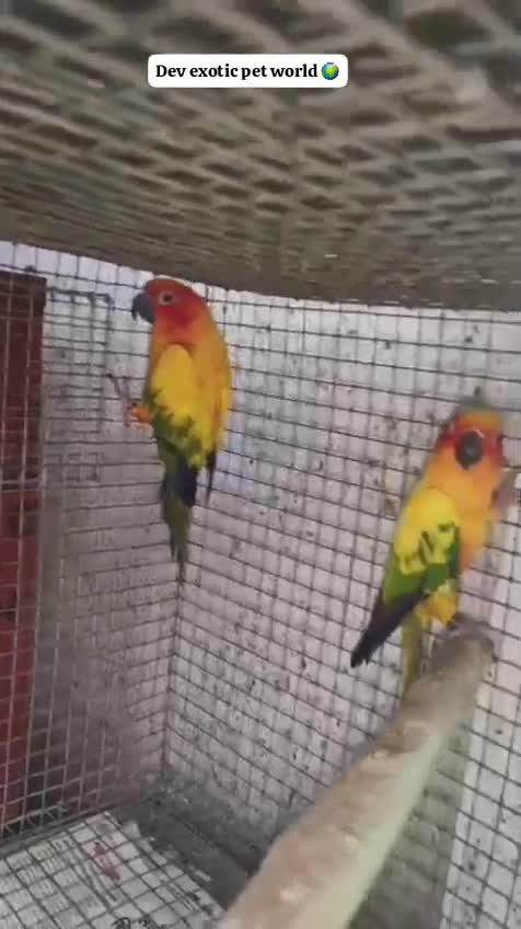Sun Conure, farm video