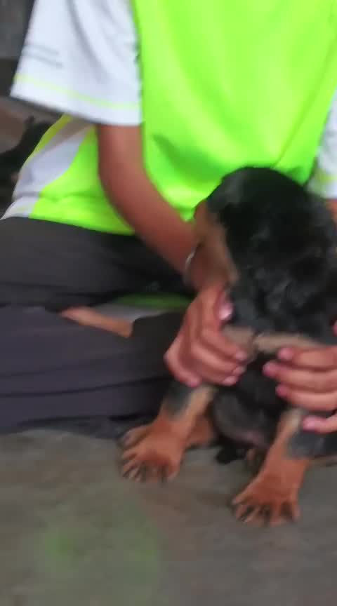 Rottweiler Puppy, farm video