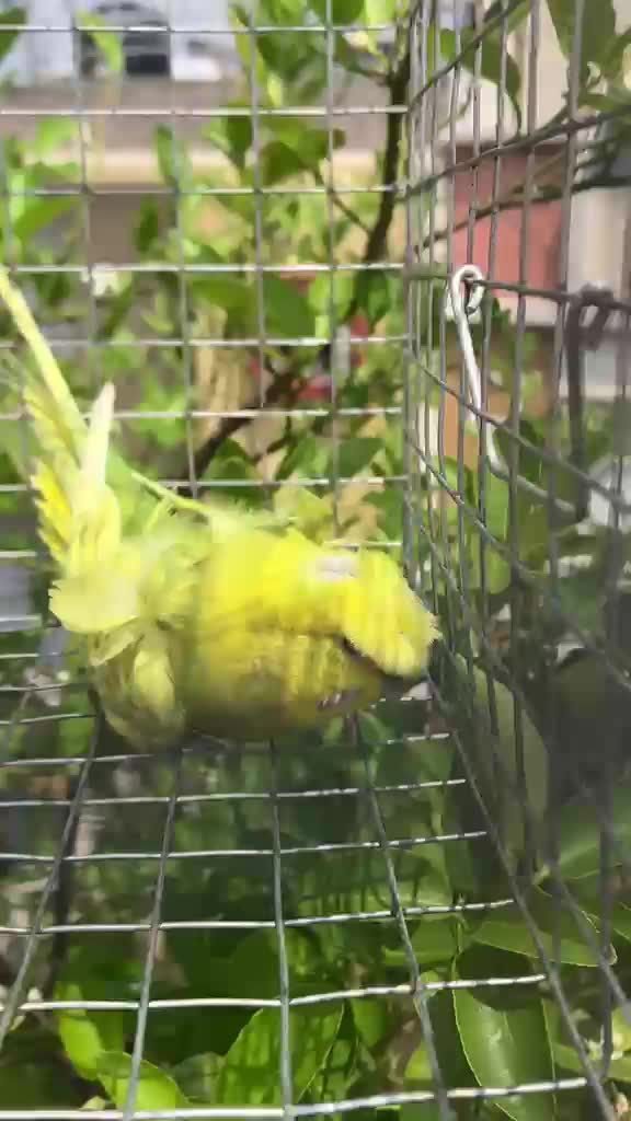 Helicopter Budgies, farm video