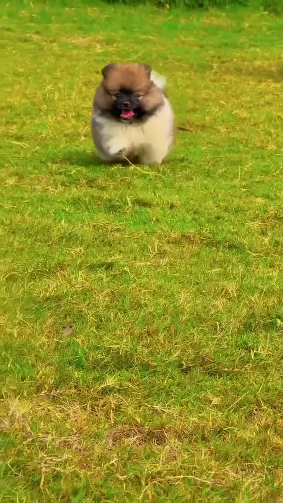 Toy Poodle Puppy, farm video
