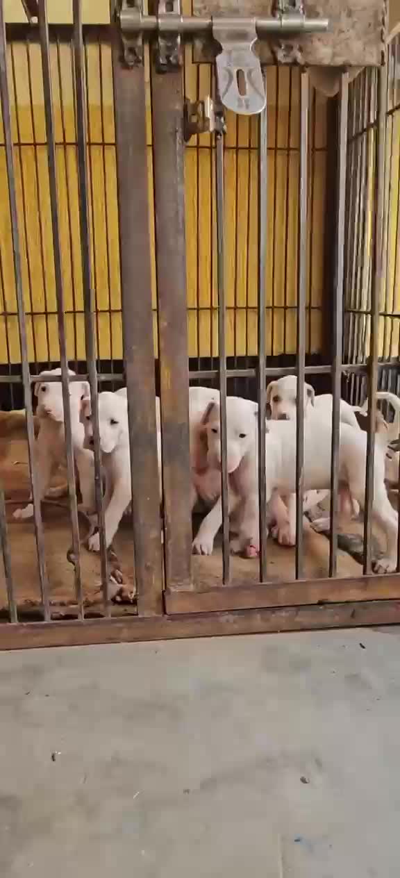 American Bully Pocket Size Puppy, farm video