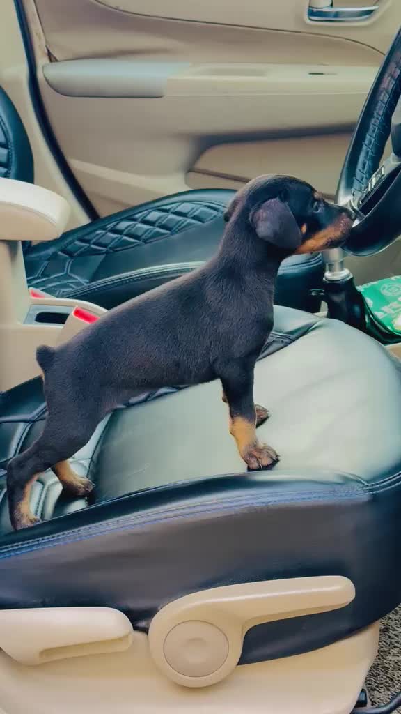 Doberman Pinscher Puppy, farm video