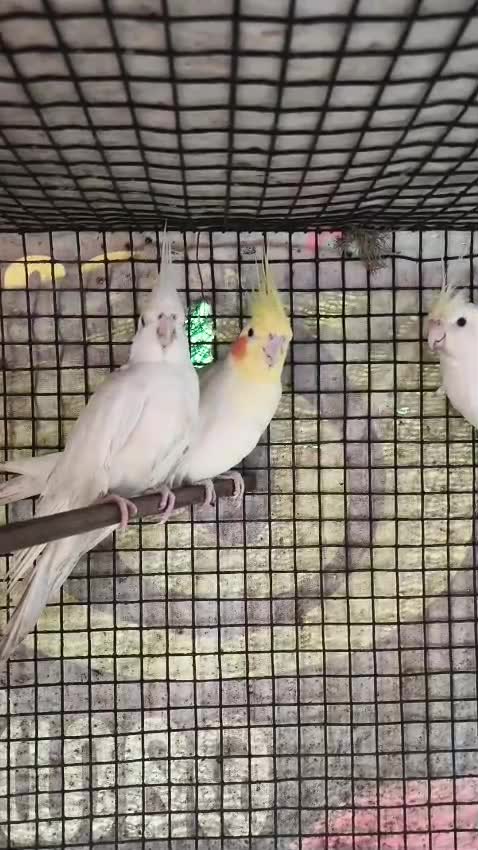 Cockatiel, farm video