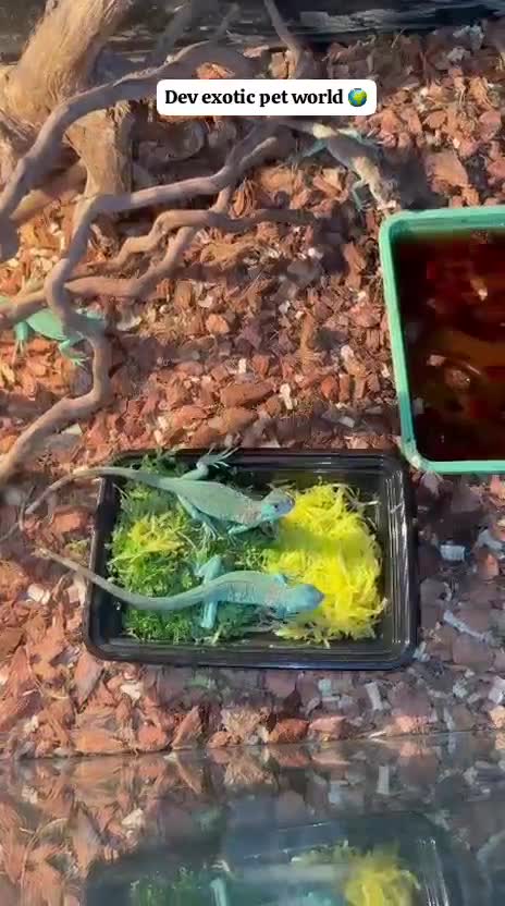 Iguana, farm video