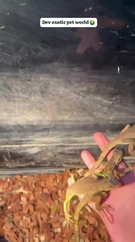 Iguana, farm video