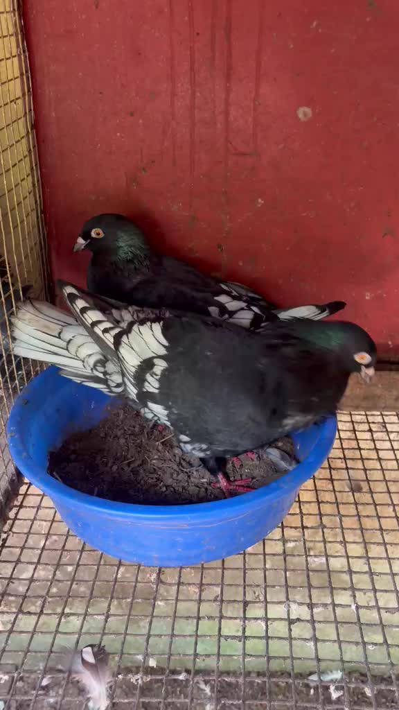 Homer Pigeon, farm video