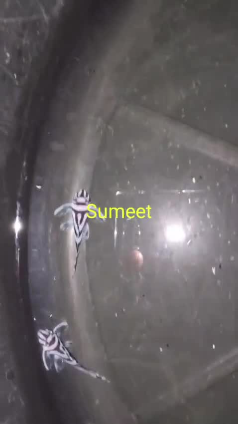 Pleco, farm video