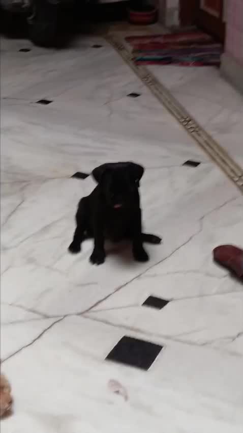 Pug Puppy | Black Color, farm video