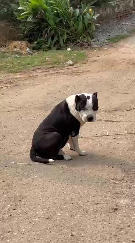 American Bully Pocket Size Puppy, farm video