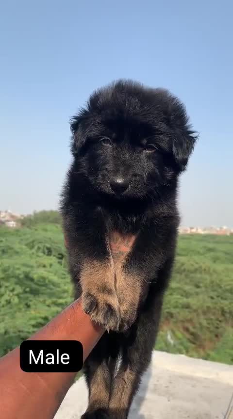 German Shepherd Puppy, farm video
