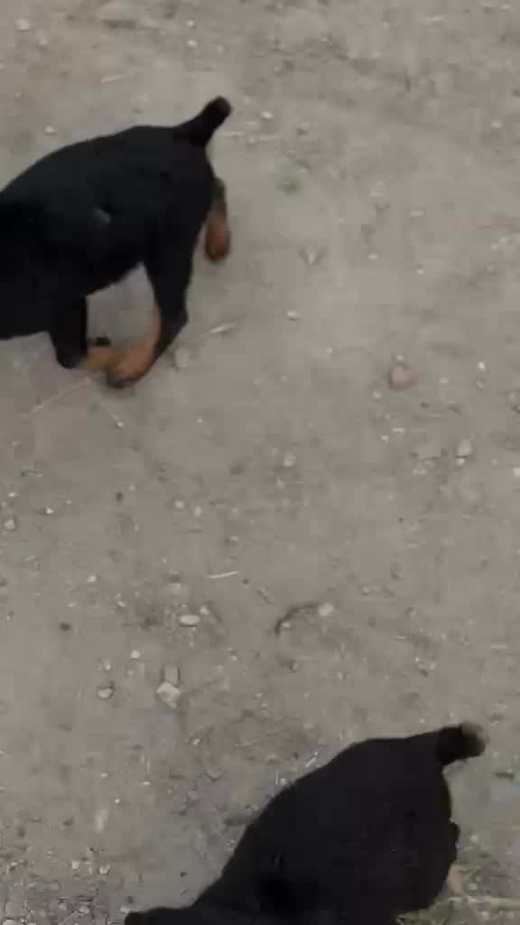 Doberman Pinscher Puppy, farm video