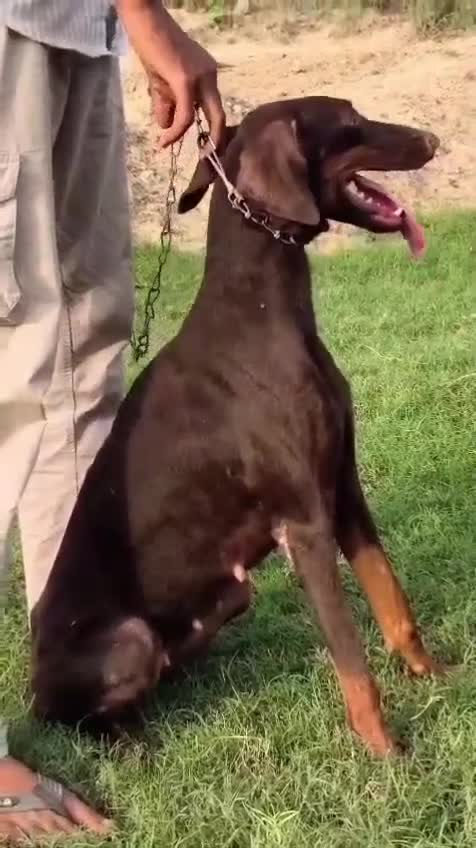Doberman Pinscher Puppy, farm video