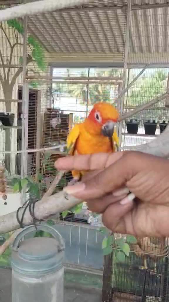 Sun Conure, farm video