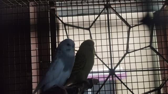Holland Budgies, farm video