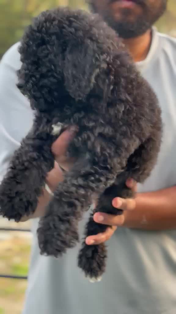 Standard Poodle Puppy, farm video