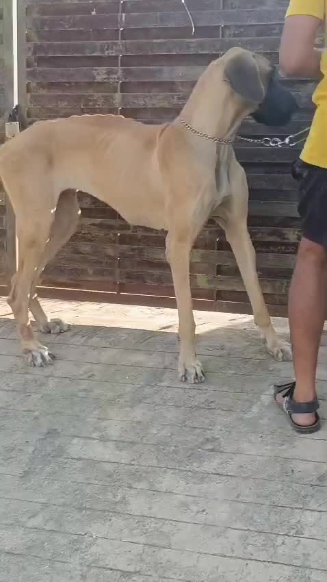 Great Dane Puppy, farm video