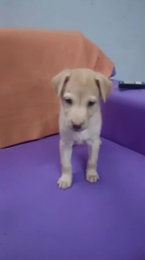 Beagle Black & Tan Puppy, farm video