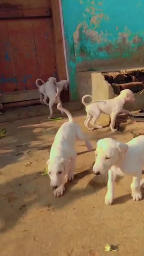 Mudhol Hound Puppy, farm video