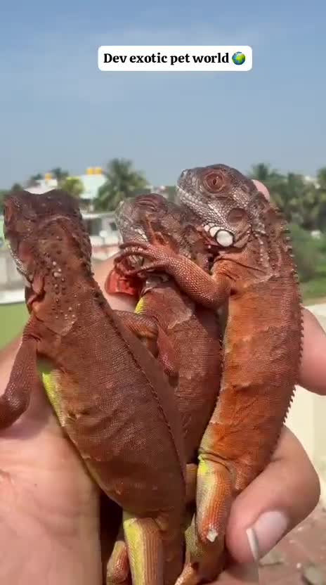 Iguana, farm video