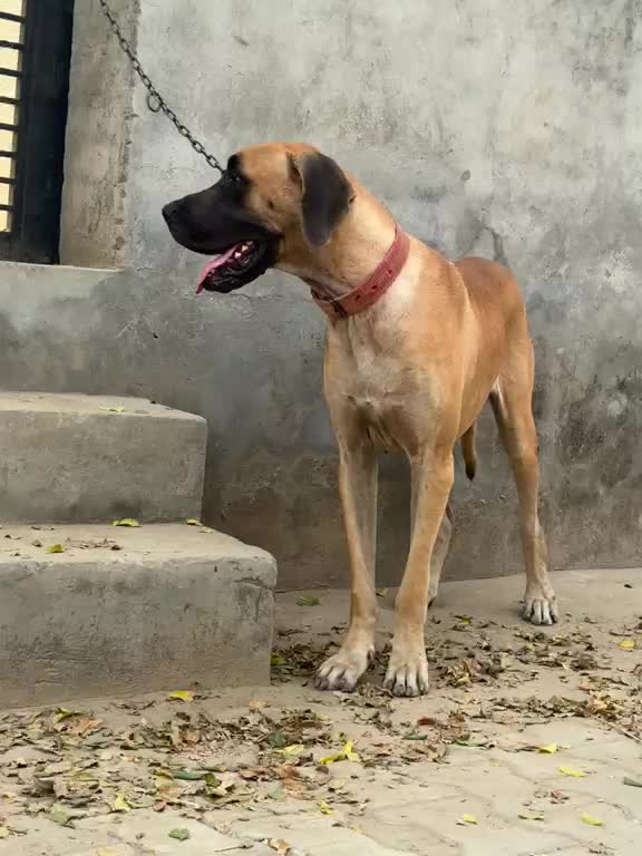 Great Dane Puppy, farm video