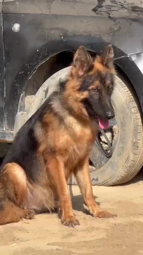 German Shepherd Puppy, farm video