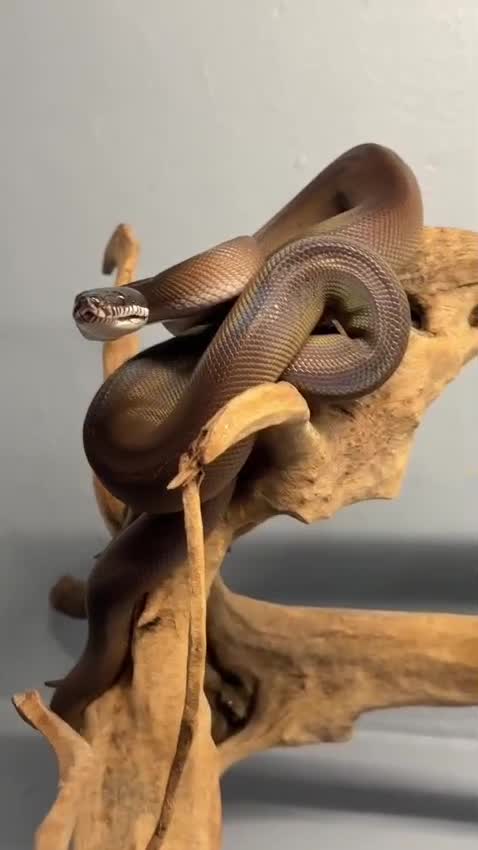 Ball Python, farm video