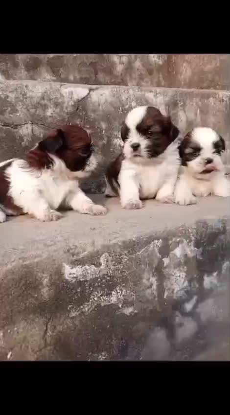 Shih Tzu Puppy Brown & White, farm video